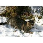 2008_03_Leo.jpg